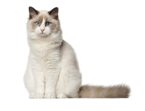 Ragdoll similar breeds cheap